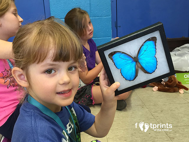 Blue Morpho Butterfly – A classroom favorite!